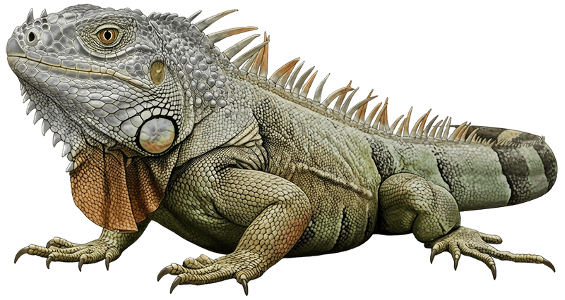 iguana especie parque soleden